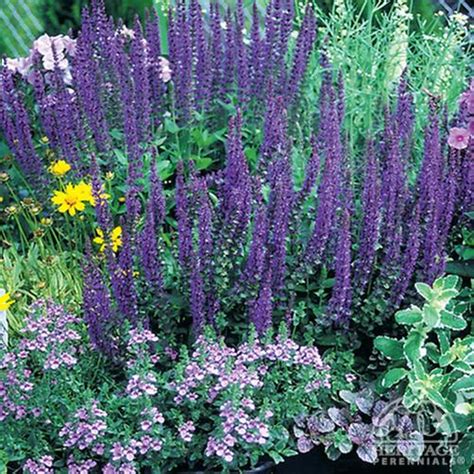 Flourishes in areas where spring and summer nights remain cool. Plant Profile for Salvia × sylvestris May Night ...