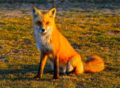 Foxes North America