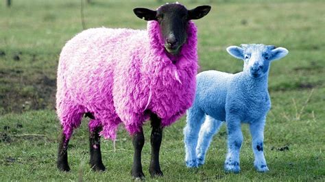 Full Sheep Pink Stylish Background Cute Sheep Hd Wallpaper Pxfuel