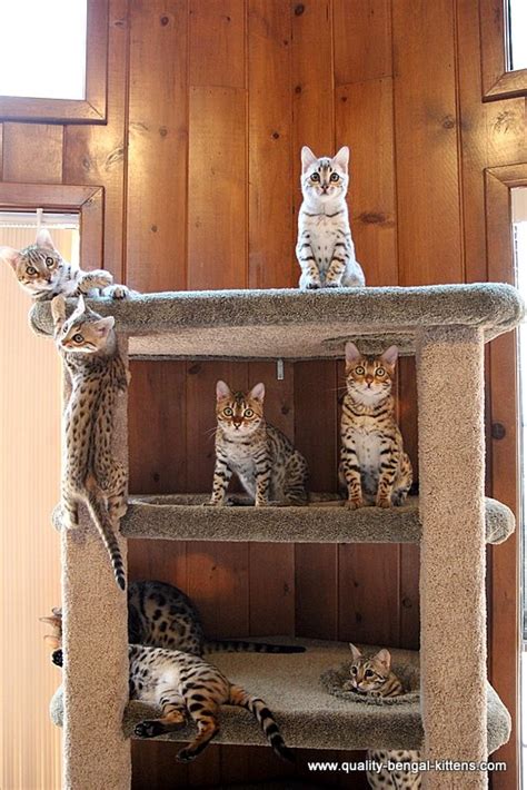 Bengal cats are known for their distinctively patterned fur, which is short, silky, and often sparkles at the tips when the light hits it the right way. Do I have enough space for a Bengal cat?