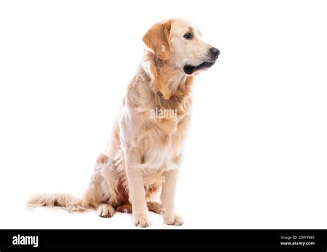 Golden Retriever Sitting Sideways Cut Out Stock Images And Pictures Alamy