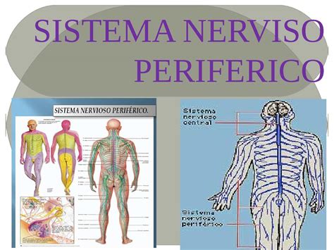 Diagrama Del Sistema Nervioso Periférico