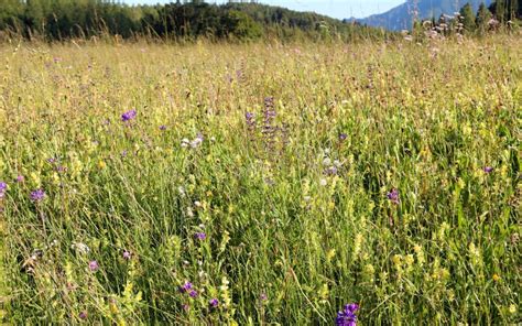 Meadow With Wildflowers Grown In The Hills In Summer Stock Image