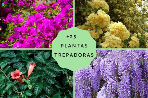 25 Plantas Trepadoras Nombres Características Y Fotos