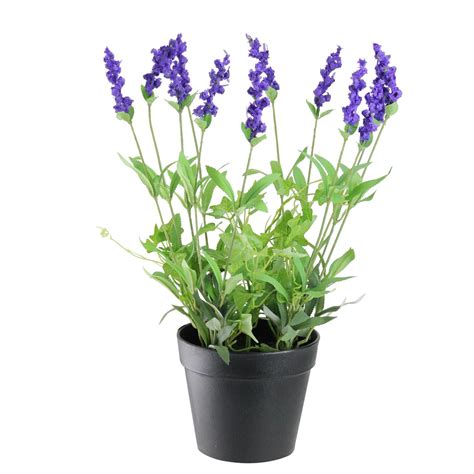 Lavender Flower Pot Lavender Plant