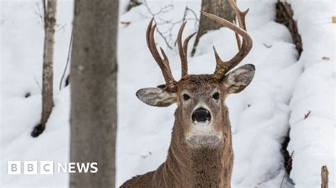 One In A Million Three Antler Deer Spotted In Us