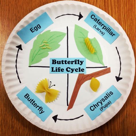 Butterfly Life Cycle Using Pasta And Paper Plates This Was From When I
