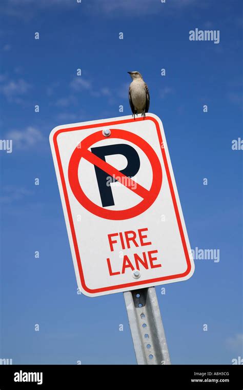 Fire Lane Sign With Mockingbird Stock Photo Alamy