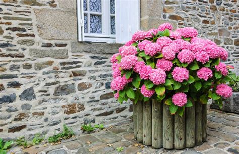 25 Hydrangea Flower Pot And Planter Arrangements Photos