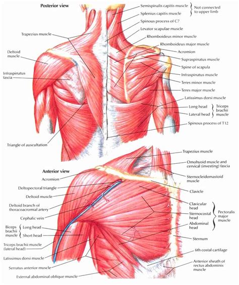 Muscle Anatomy Chart Lovely Back And Shoulder Muscles Anatomy Human