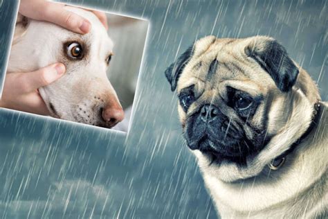 Do Dogs Cry The Truth Behind Dog Tears Revealed Tag24