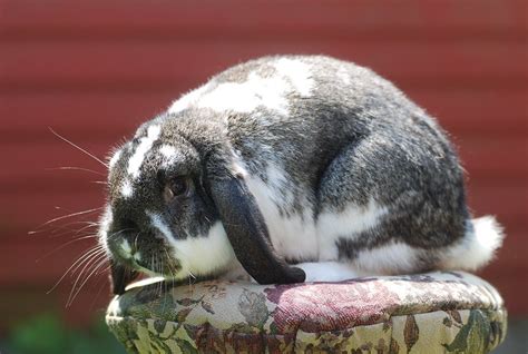Top 6 Smartest Rabbit Breeds With Pictures Pet Keen