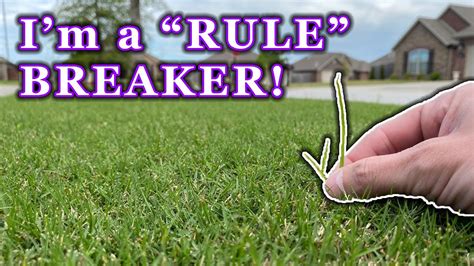 Following Every Lawn Care Rule Is Boring 5 Diy Lawn Tips I Dont