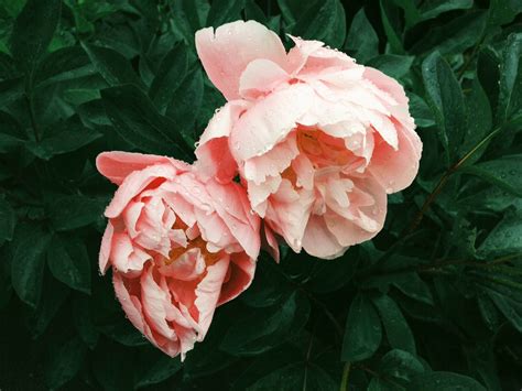 Two Delicate Pink Peonies Covered Free Photo Rawpixel