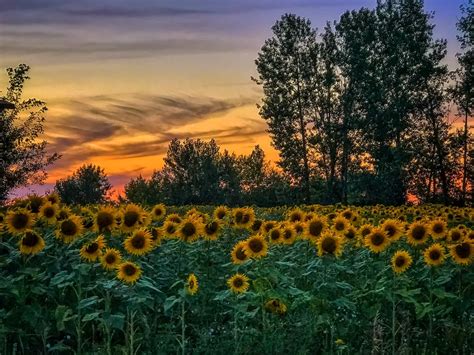 Sunflower Field Smithsonian Photo Contest Smithsonian Magazine