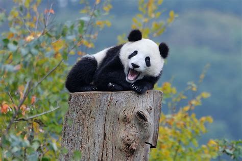 Hd Wallpaper Baby Animals Bears Nature Panda Mammal Panda