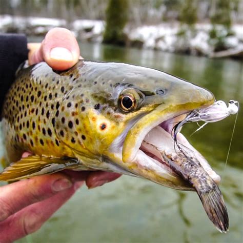 Brown Trout Eating Minnows Tippy Dam Fishing For Trout