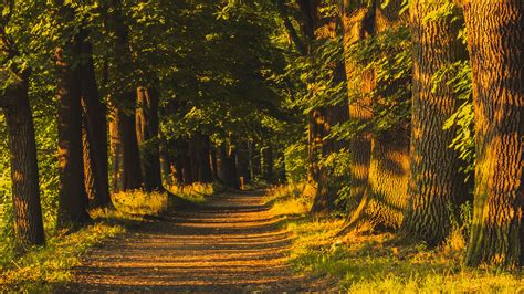 Trail Alley Trees Green Leaves Sunlight Grass Shadows Nature Background