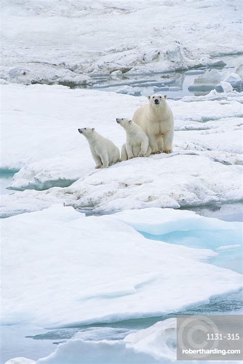 Mother Polar Bear With Two Stock Photo