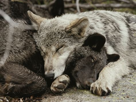 White Wolf These 10 Sleepy Wolves Decided To Use Each Other As Pillows