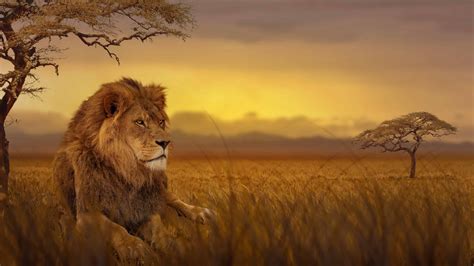 Lion African Savannah Uhd 4k Wallpaper Lion On Savanna 3840x2160