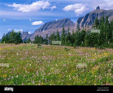 Usa Montana Glacier National Park Meadow Of Fleabane And Arnica Near