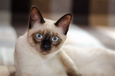 Сиамская Кошка Фото И Цена