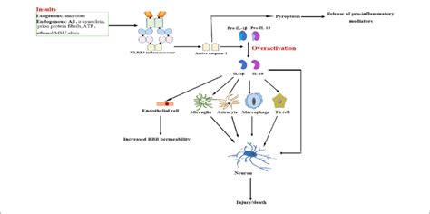 | NLRP3 inflammasome activation-mediated neuroinflammation. Upon... | Download Scientific Diagram