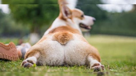 But fat dog mendoza knows justwhat to do! A corgi got fat-shamed and the Internet could not handle ...