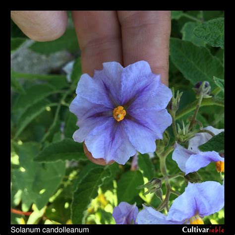 Solanum Candolleanum Flower Cultivariable