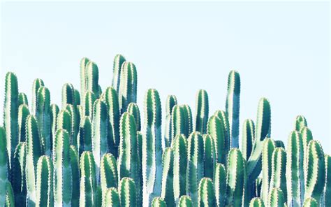 Kaktus Wallpapers Wallpaper Cave