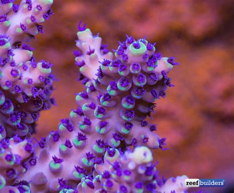My Favorite Corals Blueberry Shortcake Acropora Nasuta Reef Builders The Reef And Saltwater