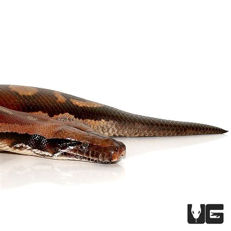 Sumatran Blood Pythons Python Brongersmai For Sale Underground Reptiles