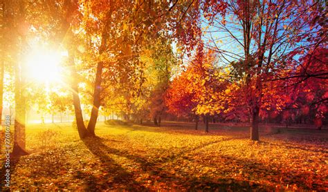 Autumn Landscape Fall Scenetrees And Leaves In Sunlight Rays Stock