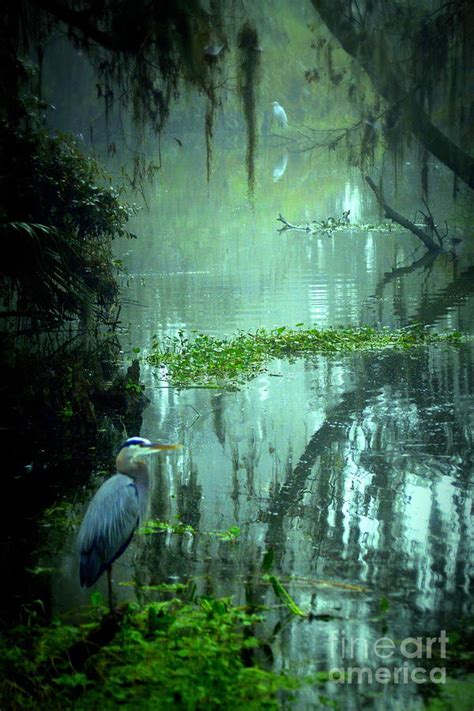 Foggy Morning In The Swamp Photograph By Myrna Bradshaw Fine Art America