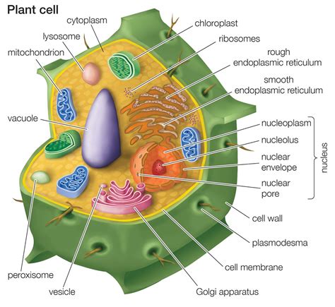 Diagrams Of Plant Cell 101 Diagrams