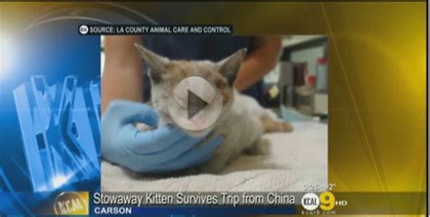 Kitten Stowaway Survives 21 Day Journey From China Catster