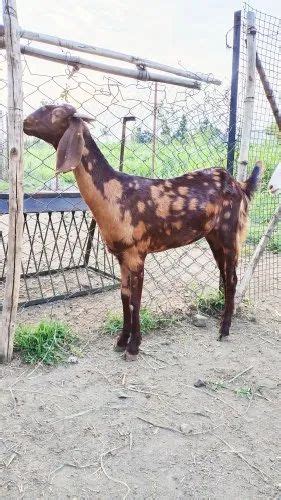 Brown Women Sirohi Female Goats Meat At Rs 400kg In Nasrullaganj Id 22927362391