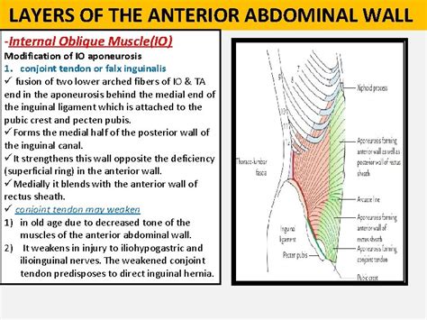1 St Lecture Anterior Abdominal Wall And Inguinal