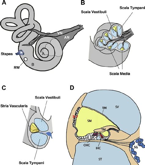 Anatomy Of The Inner Ear A View Of Right Hearing And Balance