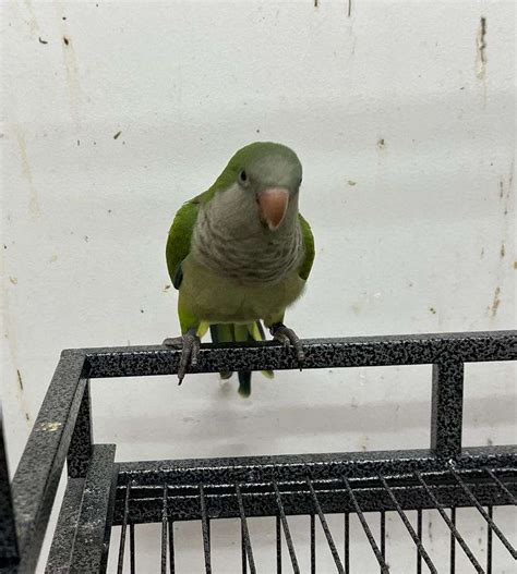 Beautiful Female Green Quaker Parrot