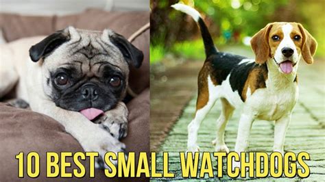 Top 10 Best Small Watchdog Breeds Best Small Guard Dogs Pets