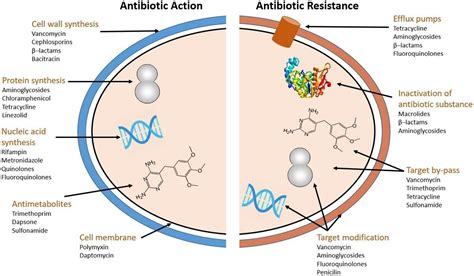 Frontiers A Review On Occurrence And Spread Of Antibiotic Resistance In Wastewaters And In
