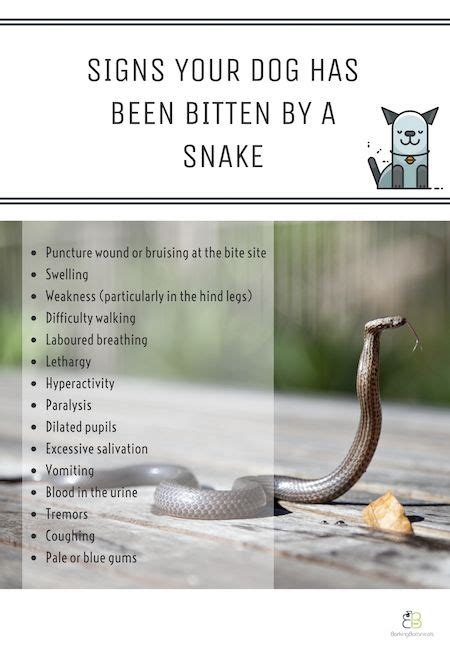 Signs Your Dog Has Been Bitten By A Snake And Tips For Dealing With Dog