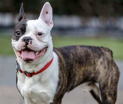 Boston terriers are a relatively new breed of dog. Frenchton: Is This Mischievous Dog Right For You ...
