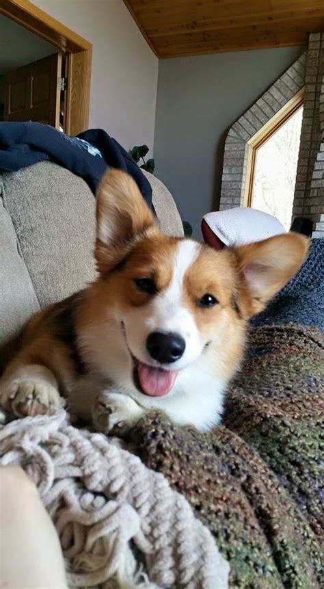 Good with other dogs when socialized while a puppy; Pembroke Welsh Corgi Puppies Breeders, For Sale + Adoption, MN