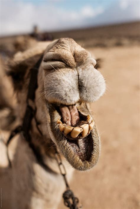 Camel Showing Its Teeth By Stocksy Contributor Jack Sorokin Stocksy