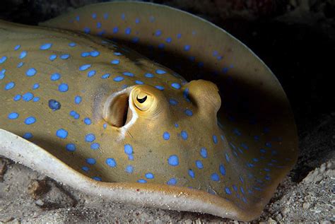 Al Hornsby Productions Mabul 2011 1 086 Mabul Blue Spotted Stingray