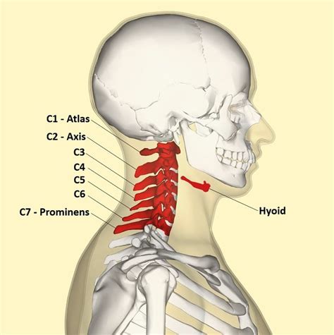 Pull your head toward your left shoulder until you feel a gentle stretch on the right side of your neck. How many bones are in the neck? | Learner trip