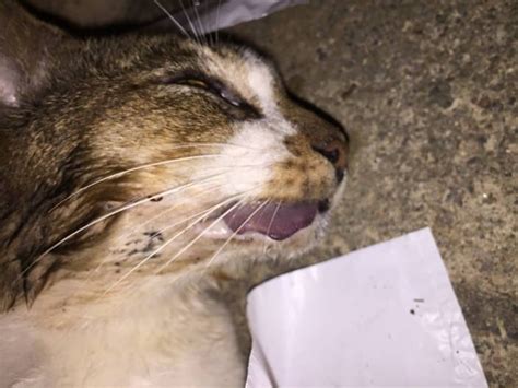 Another Cat Found Dead In Yishun Is The Killer Still At Large Must
